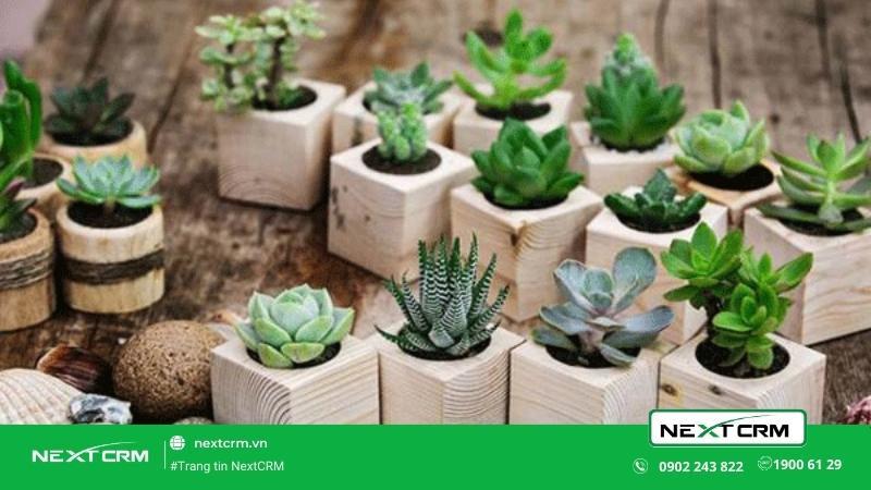 kinh doanh cây cảnh mini