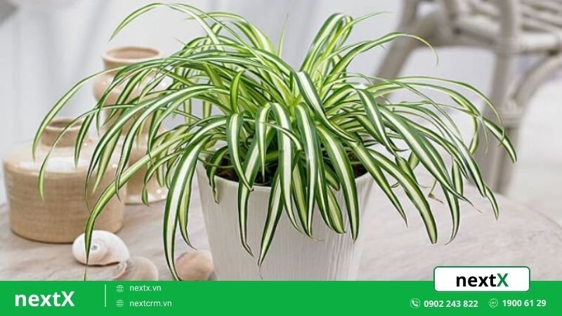 12 loại cây phong thủy theo tuổi giúp gia chủ thu hút năng lượng mới 