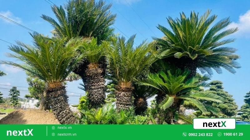 12 loại cây phong thủy theo tuổi giúp gia chủ thu hút năng lượng mới 