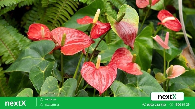 12 loại cây phong thủy theo tuổi giúp gia chủ thu hút năng lượng mới 
