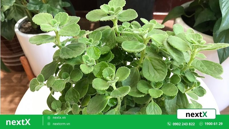 12 loại cây phong thủy theo tuổi giúp gia chủ thu hút năng lượng mới 